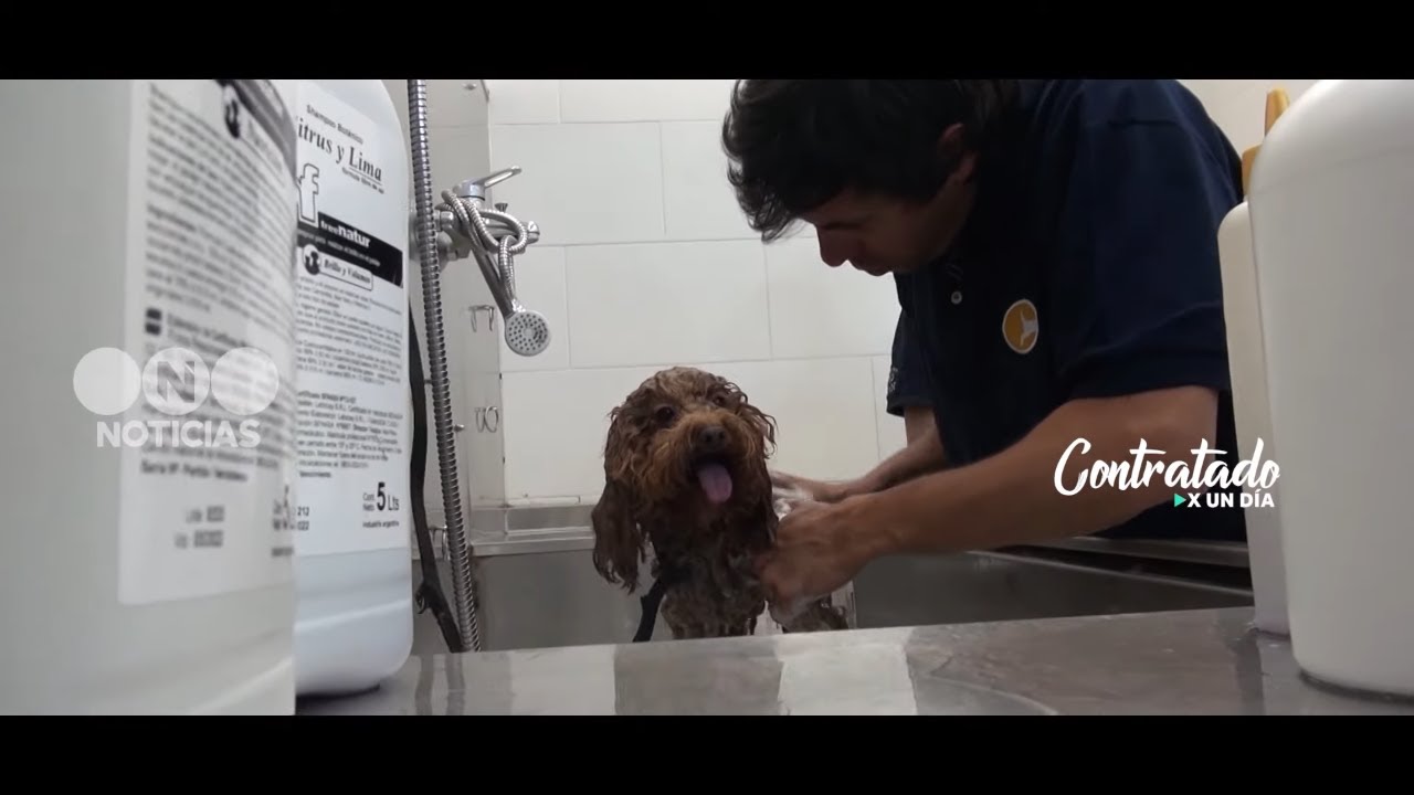 Roberto Funes Ugarte SE PROBÓ como VETERINARIO #ContratadoXunDía - Telefe Noticias