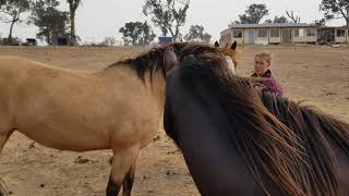 How to safely introduce a new horse to your herd.