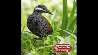 Download Lagu suara ruak-ruak zebra MP3