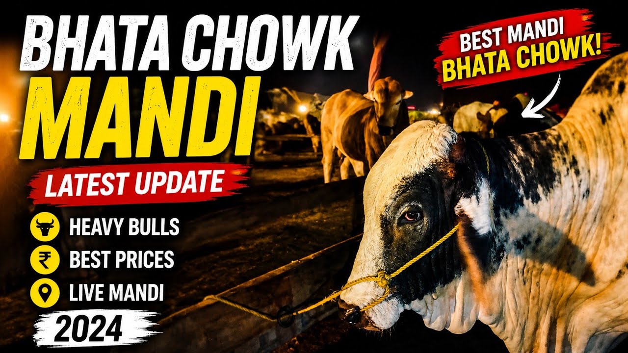 Qurbani 2026 | Bhata Chowk Mandi Update🥰 - YouTube