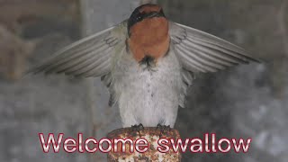 Welcome Swallow-Welcome Swallow Builds A Nest At A Friend's Tin House ( Video Filmed By Yang Edwin )