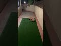 Luna #funny #puppy #youtubeshorts