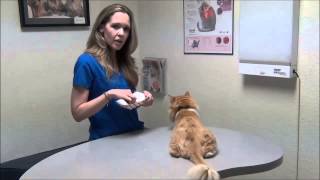 Insulin Basics for your Diabetic Cat