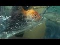 Goldfish Care Basics