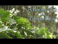 Relaxing Rain Sounds for Sleeping - Raining in Puerto Rico with Coqui Frogs