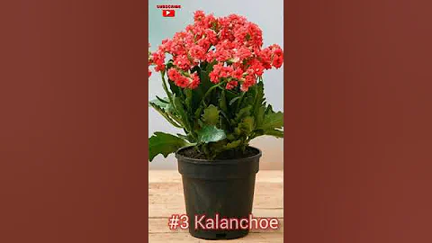 Plants which grows without sunlight 😱  Best Flowering Indoor plants #shorts #plants