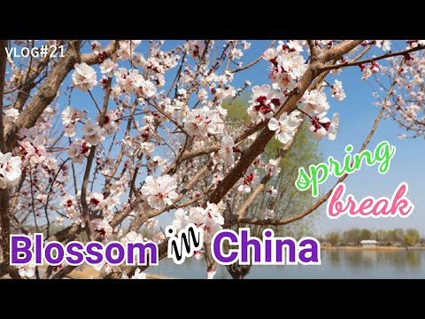 Musim Semi di China | Blossom Season | Spring Break