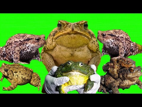 💥🐸 I searching