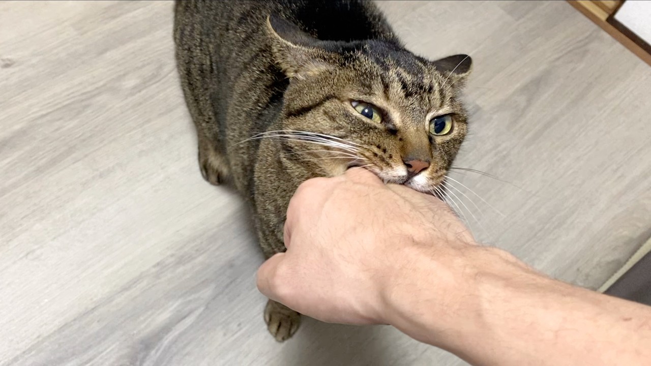A vicious senior cat stealing a junior cat's snack - YouTube