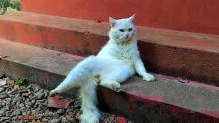 Cat sitting upright in human-posture