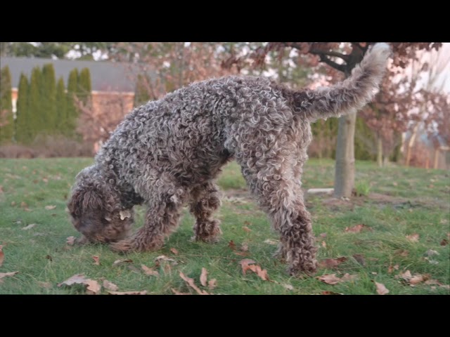 Two Lagotto playing in the Truffiere