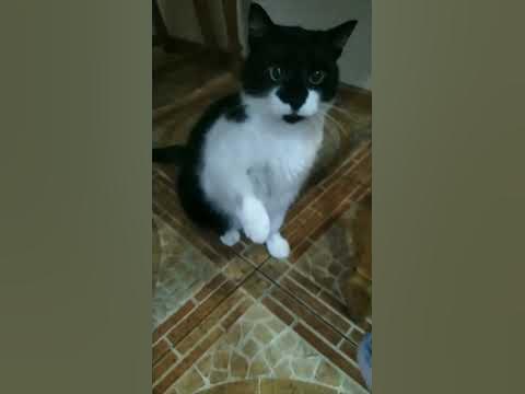 Сильный кот - YouTube