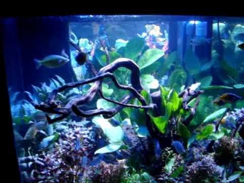 marineland deep dimension 150