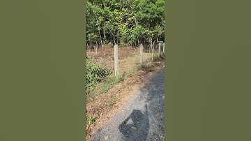 CC251 Đất lớn Củ Chi 2.000m2 có sẵn 300m thổ cư xã Phú Hòa Đông đường oto sổ riêng