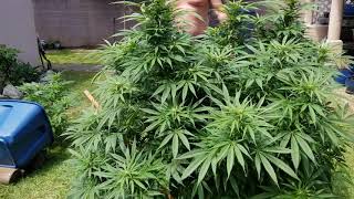 Hog Farmin Cannabis  The Hog Virus(1)