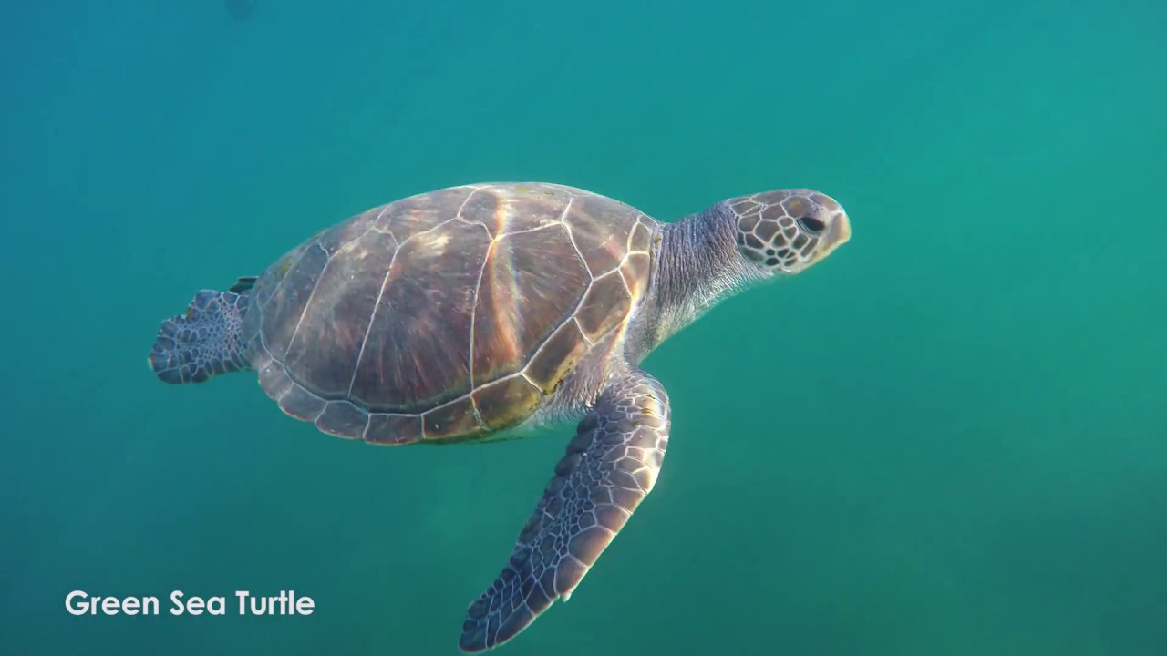 Unusual Marine Life Found While Diving In San Diego California YouTube Unusual Marine Life Found While Diving In San Diego California YouTube