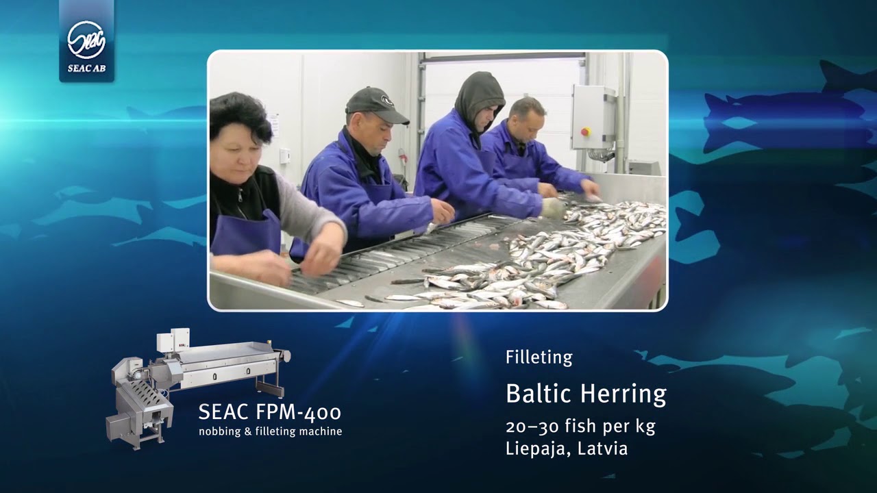 Fish processing machines SEAC YouTube