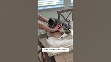 Thumbnail of My cat has an emotional support chair. 🤦‍♀️🤣 #catlovers #cats #catskits #catvideos #funnycats