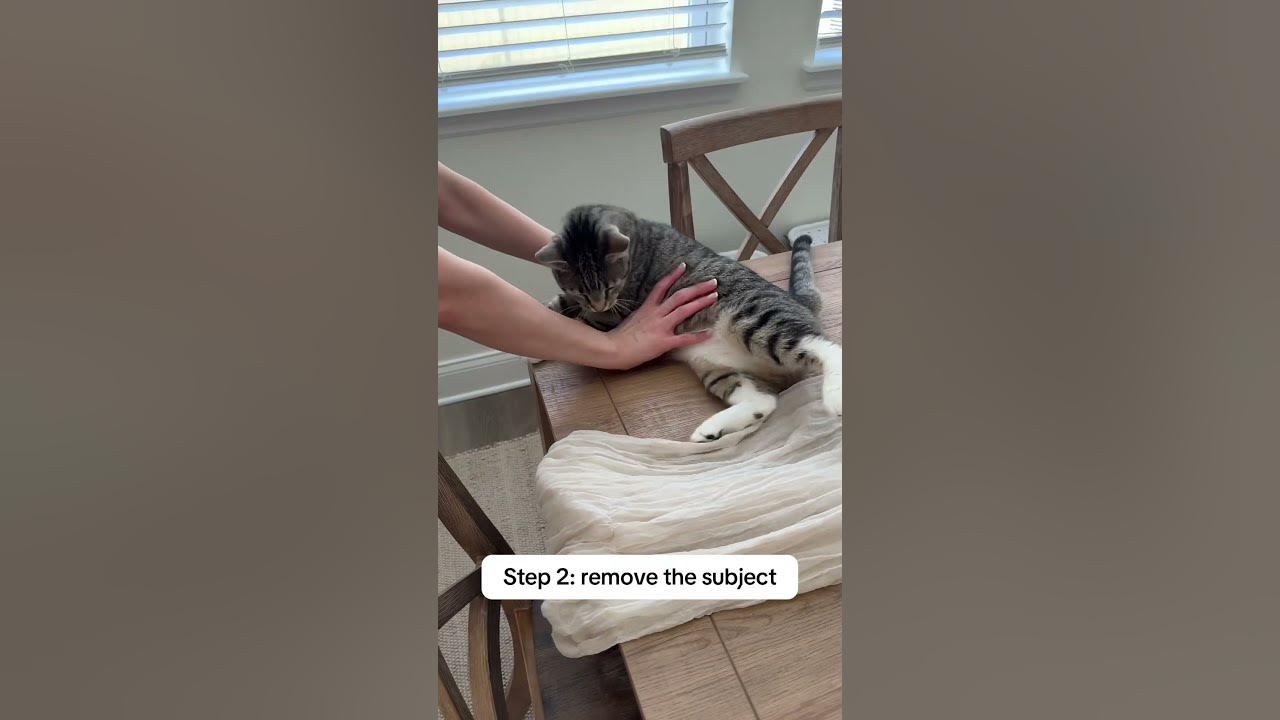My cat has an emotional support chair. 🤦‍♀️🤣 #catlovers #cats #catskits #catvideos #funnycats