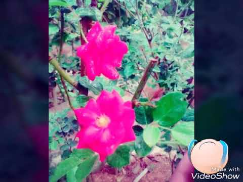 لاتبكي يا ورود الدار ضلك غني بغيابو الله يرجعلنا ياك بخير يا بابا