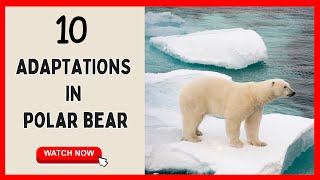 How Polar Bears Survive In Extreme Cold  | 10 Adaptations Of Polar Bear|