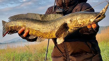 Highlight • Dậy Sớm Để Thành Công - Săn Cá Lóc #2