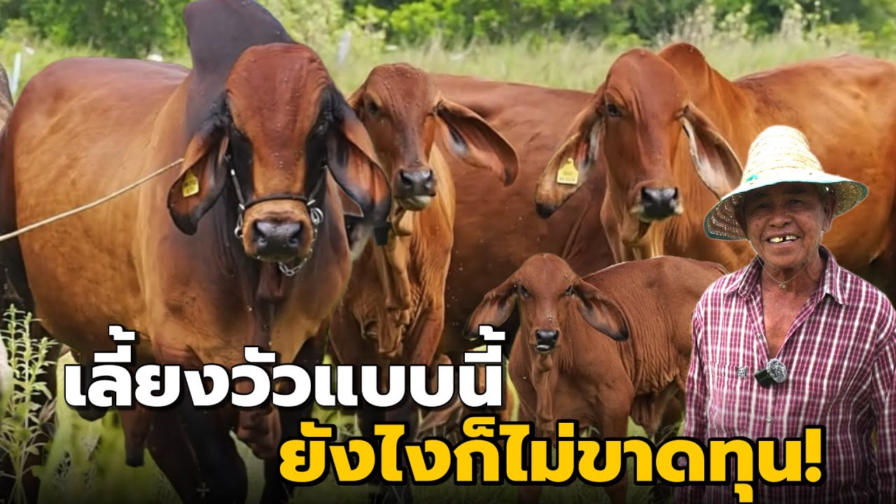 เลี้ยงวัวแบบนี้ ยังไงก็ไม่ขาดทุน‼️ | คุณลุงประเสริฐ ต.เขาทอง อ.พยุหะคีรี จ.นครสวรรค์