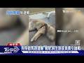 狗狗衝馬路遭輾 駕駛.飼主誰該負責引論戰｜TVBS新聞 @TVBSNEWS01
