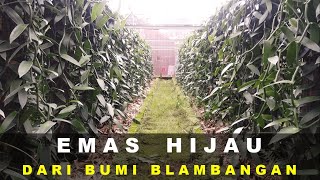 EMAS HIJAU DARI BUMI BLAMBANGAN | Budidaya Vanili Dengan Sistem Green House & Full Organik | Ep 79