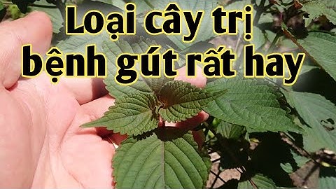 Bài thuốc trị bệnh gút. PHAN HẢI Channel