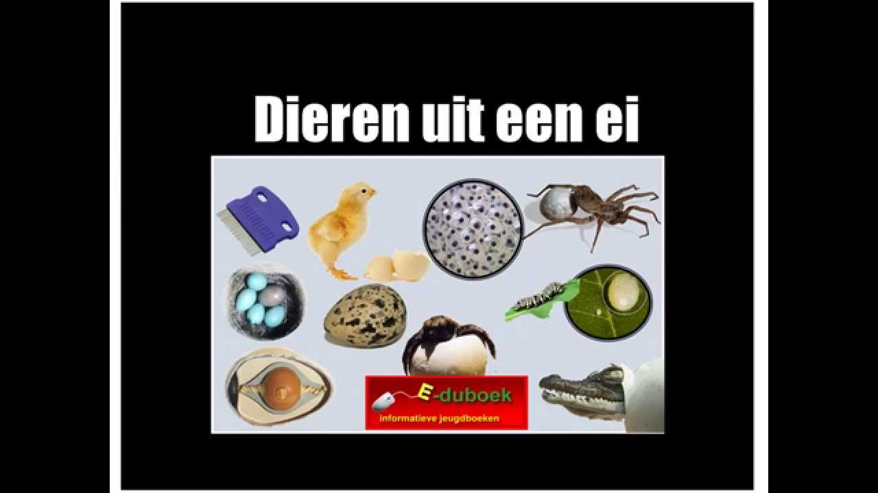 Dieren uit een ei inkijkexemplaar groep 5/6/7 YouTube