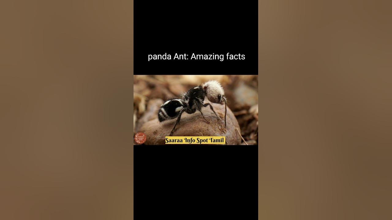 Panda Ant:Facts|Euspinolia militaris #shortsfeed #shorts 😁💥# ...