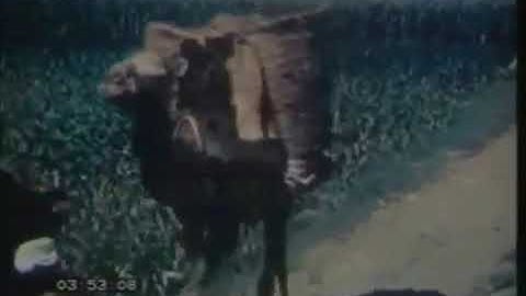 مصر في الخمسينات مع صوت القارئ محمد رفعت رحمه الله حاجة كدا متعة