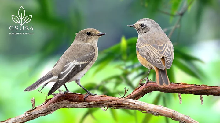 11 Hours of Beautiful Birds Sounds - Relaxing Nature Sounds - Sleep, Study, Meditation
