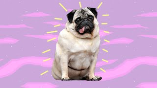 Video thumbnail of "My Pug by Nicole Dollanganger (lyrics)"