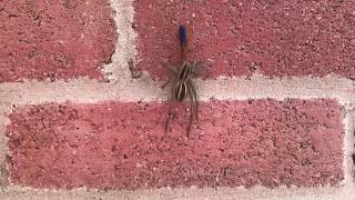 Red Wasp Killed Giant Wolf Spider and Carries it Up the Wall
