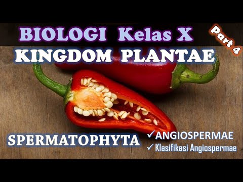 Video: Keluarga Malvaceae: deskripsi, karakteristik utama, foto