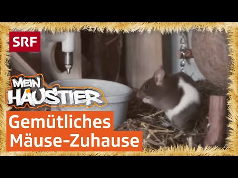 Video: 3 Wege, einen Igel zu zähmen