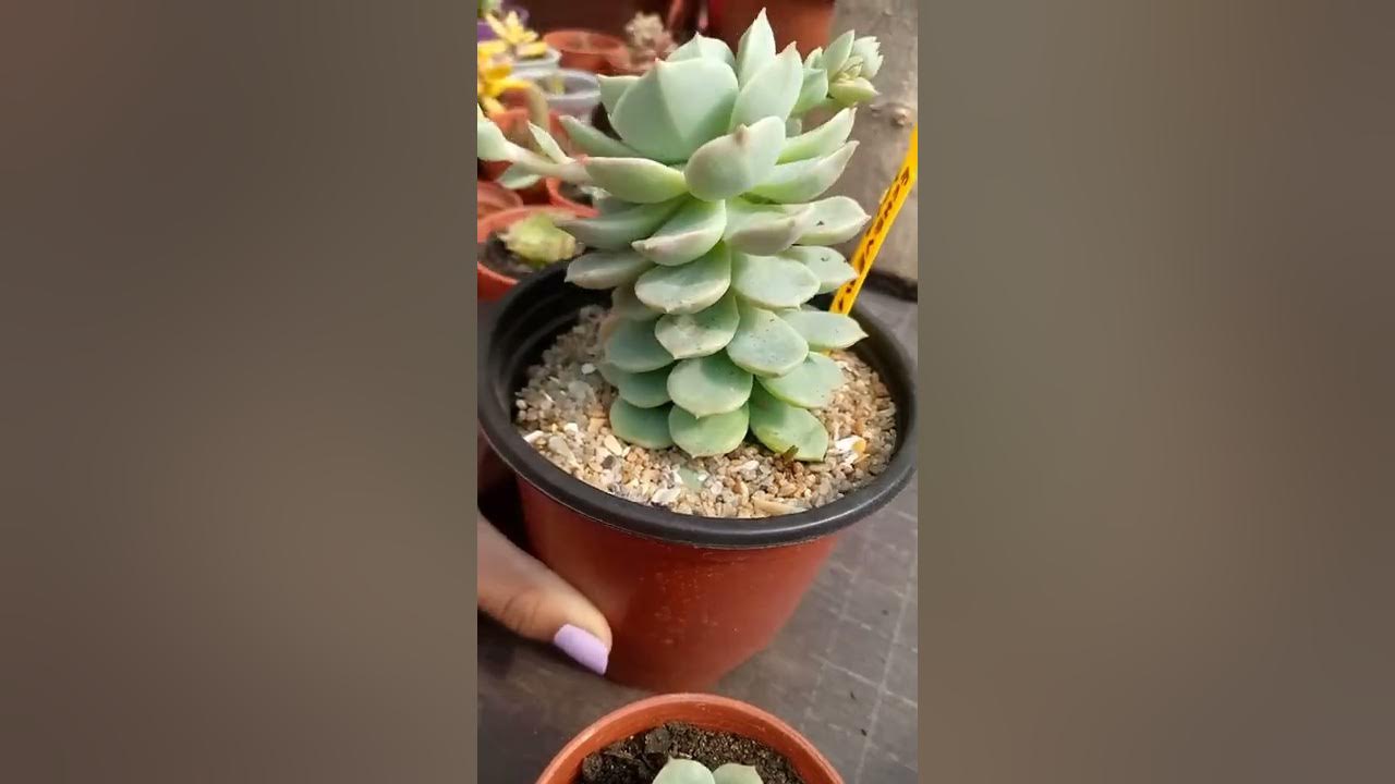 Todo sobre la Echeveria Lola. - YouTube