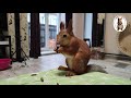 Бельчонок впервые пробует жëлудь😊🐿️ Squirrel tries an acorn for the first time