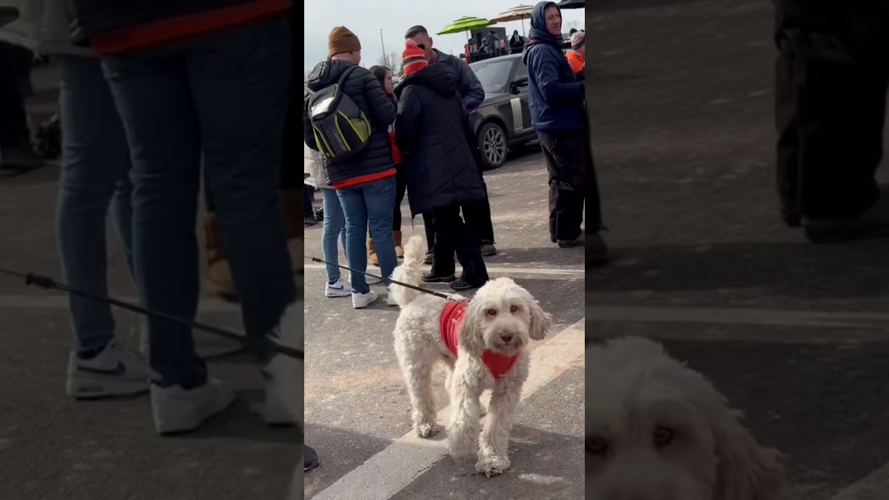 Patriots vs Broncos #nfl #patriots #broncos #shorts