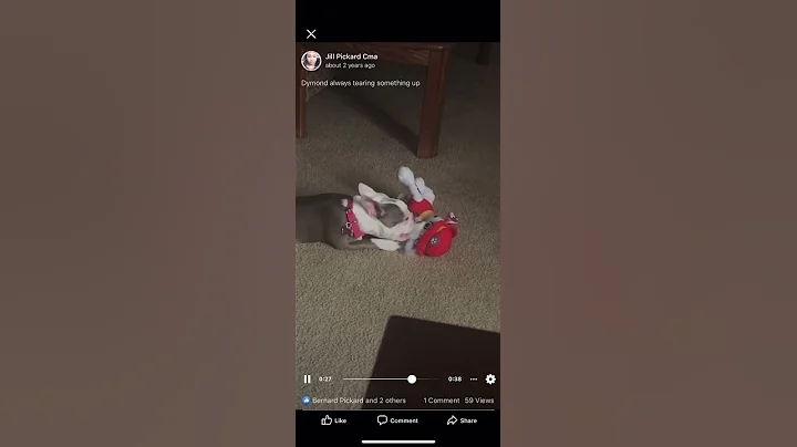 Dymond chewing Paw Patrol