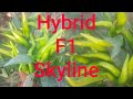 Hybrid 0F1 Skyline Chilli |  F1 Skyline Chilli