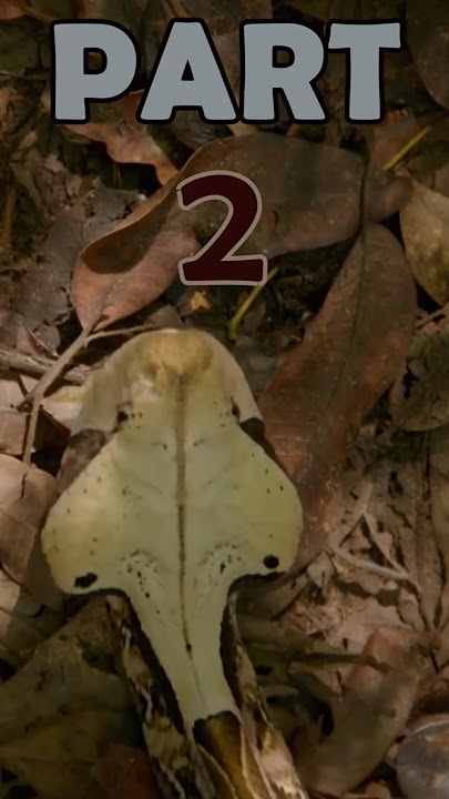 Invisible Predator: Life of the Gaboon Viper 2