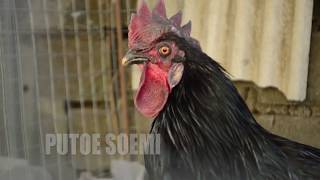 Download Ayam Berkokok Video MP3 Ayam Berkokok