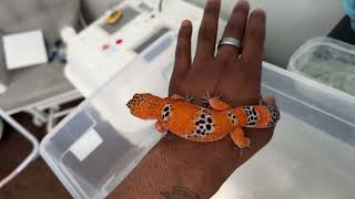 “Purple Head” Male breeders (leopard Geckos)