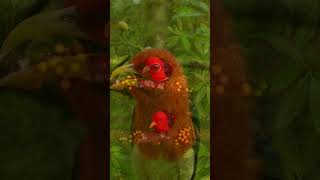 Soft Piano &amp; Piano with Soft Bird Calls