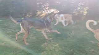 Maia, Ginebra, Lucky, Focos, Frida, Carlota, Pupo,Max, Milo, Coco,Bolt Y Kahala