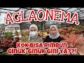 Aglaonema rimbun tips perawatan dari mommisan  ep 85