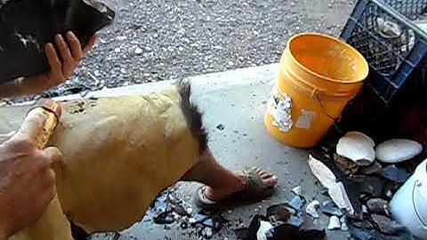 Spalling Obsidian large biface 3/5